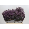 Limonium ov Piuma Sky