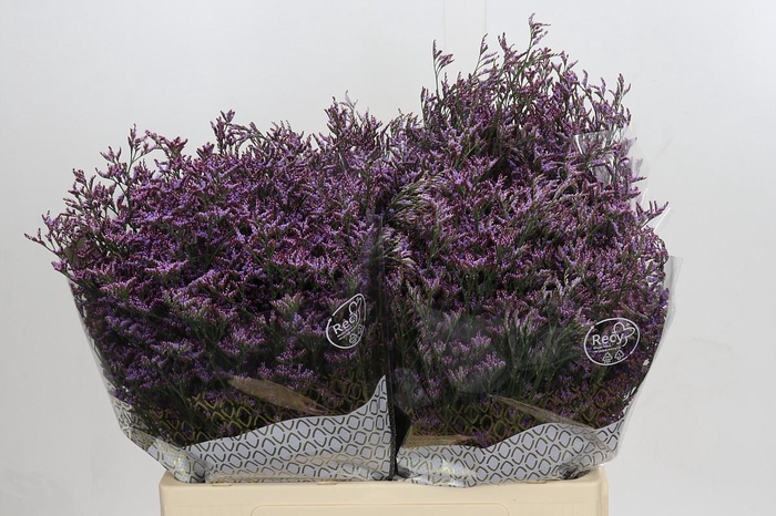 Limonium ov Piuma Sky