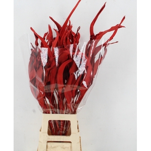 DF Strelitzia Leaf Red