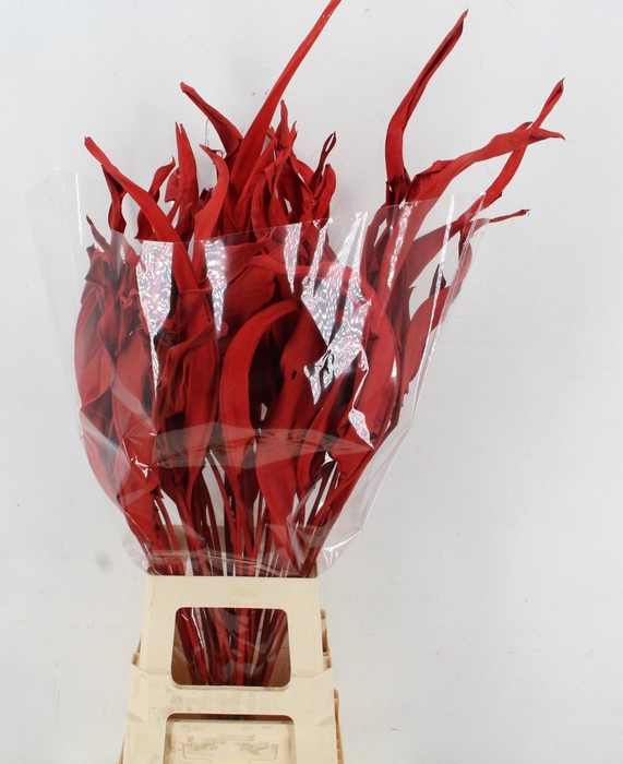<h4>DF Strelitzia Leaf Red</h4>