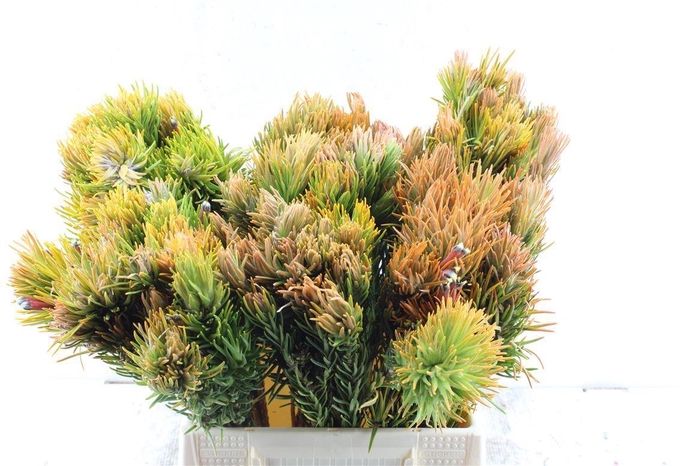 <h4>Kaaps Retzia</h4>