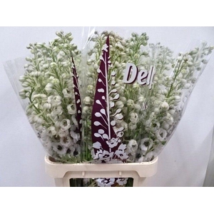 DELPH DU DEW SPIJKER