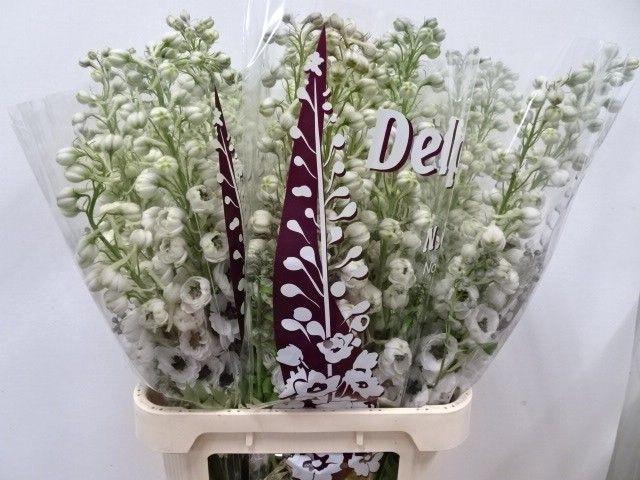 <h4>DELPH DU DEW SPIJKER</h4>