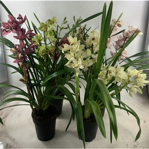 Cymbidium 4-tak mix