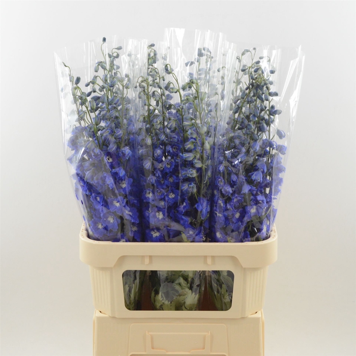 <h4>Delphinium Navy Blue</h4>