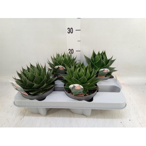 Aloe aristata 'Cosmo'