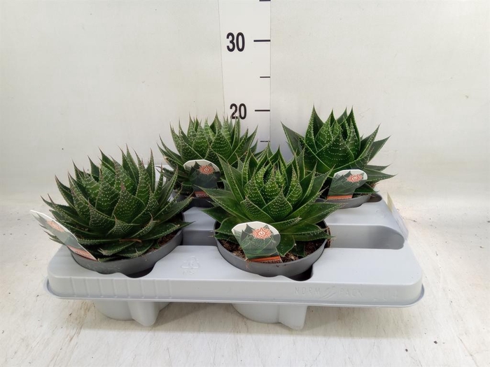 <h4>Aloe aristata 'Cosmo'</h4>
