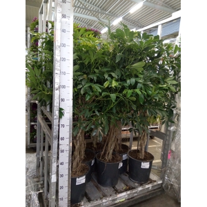 Schefflera arbor. 'Compacta'