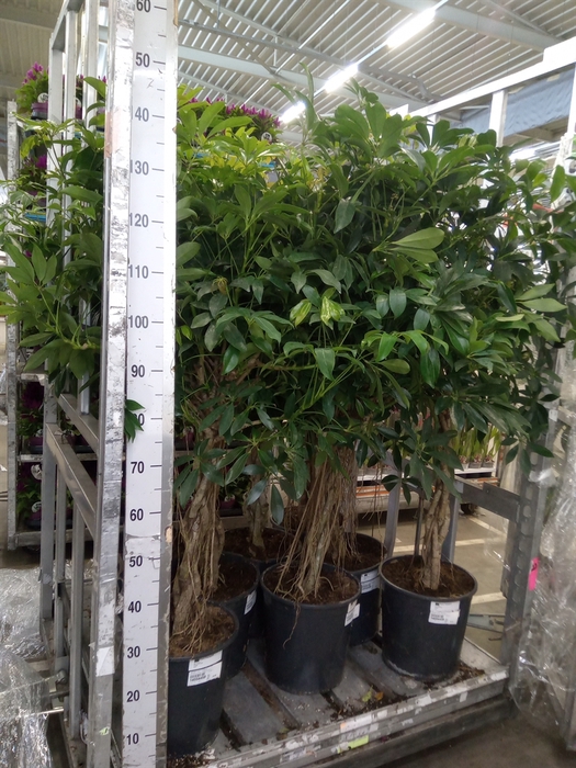 <h4>Schefflera arbor. 'Compacta'</h4>
