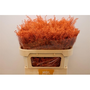 Lep Klb Orange