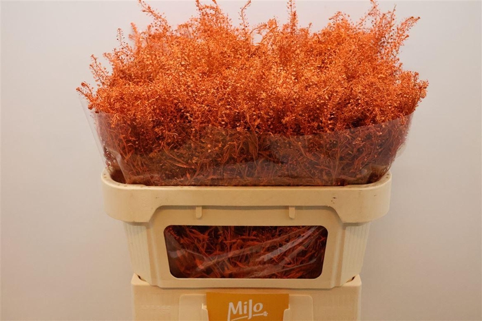 <h4>Lep Klb Orange</h4>