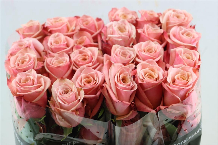 <h4>R Gr Havana</h4>