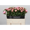 Paeonia Vogue