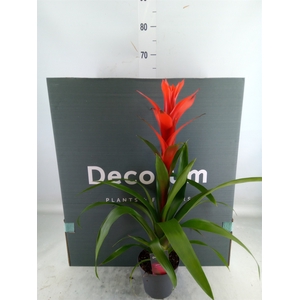 Guzmania  'Ostara'