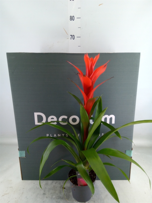 <h4>Guzmania  'Ostara'</h4>