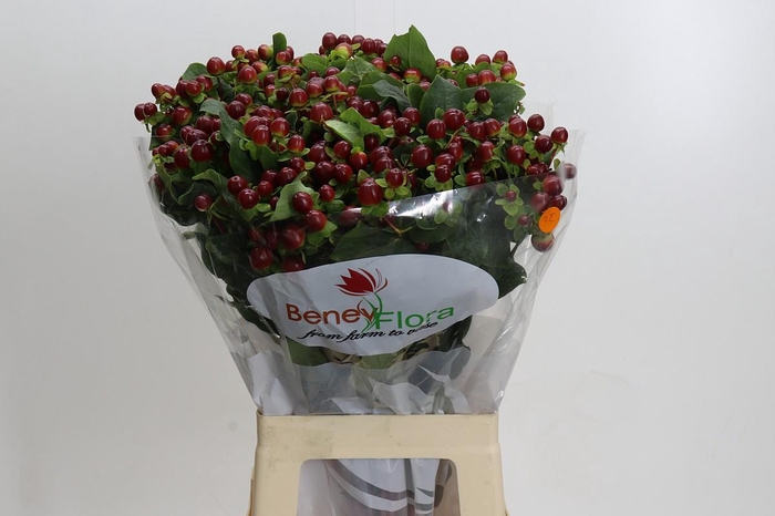 <h4>Hypericum Magical Seasons</h4>