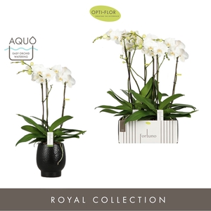 Phalaenopsis wit meer takken