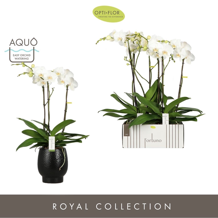 <h4>Phalaenopsis wit meer takken</h4>