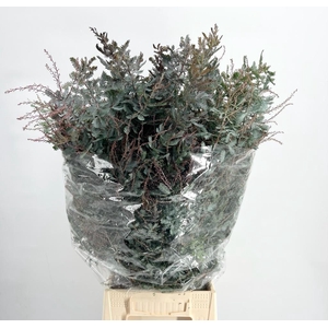 Acacia baileyana Mimosa Baleana