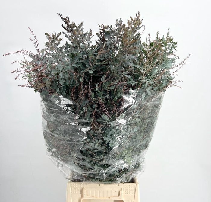 <h4>ACACIA BAILEYANA MIMOSA BALEANA</h4>