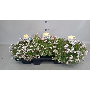 Gypsophila cerastioides