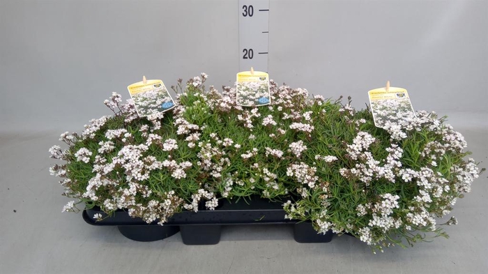 <h4>Gypsophila cerastioides</h4>