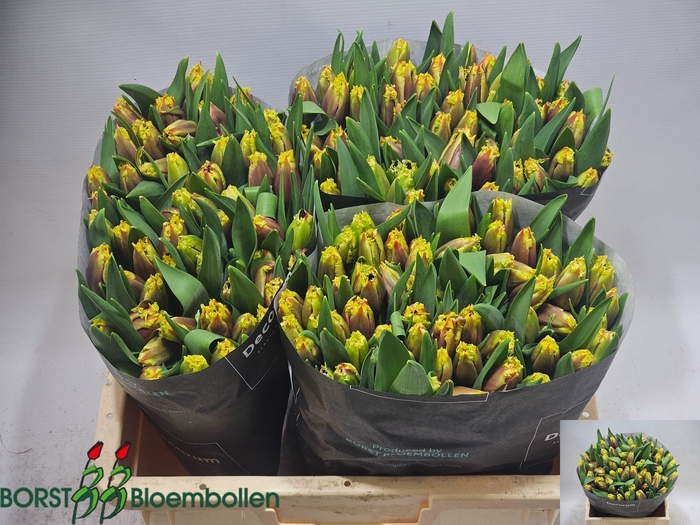 <h4>TULPEN GEFRANST</h4>