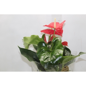 ANTHURIUM MICHIGAN P17 PREMIUM