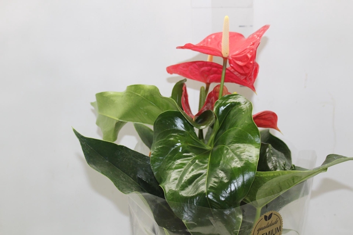 <h4>ANTHURIUM MICHIGAN P17 PREMIUM</h4>