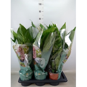 Spathiphyllum  'Bingo Cupido'