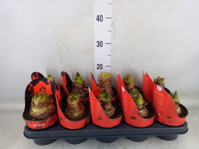 <h4>Hippeastrum GA 'Red Star'</h4>