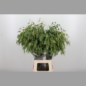 Chasmanthium Latifol