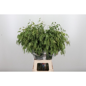 Chasmanthium Latifol