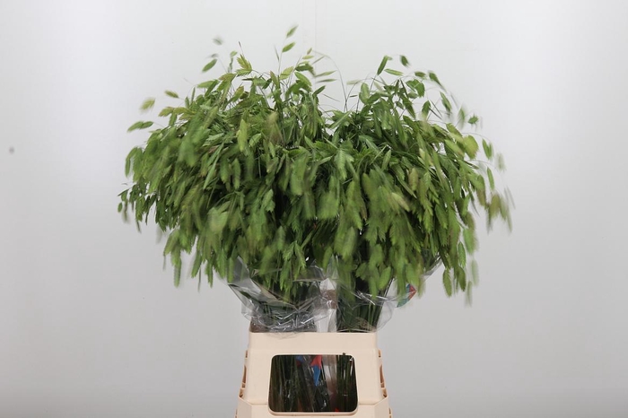 <h4>Chasmanthium Latifol</h4>