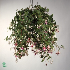 Fuchsia  'La Campanella'