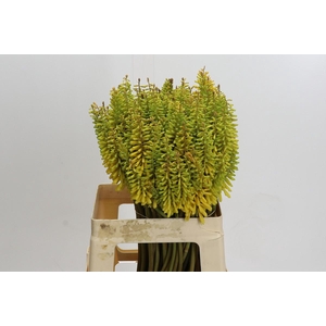 Kniphofia Sunningdale Yellow