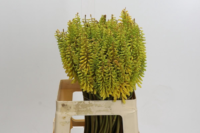 <h4>Kniphofia Sunningdale Yellow</h4>