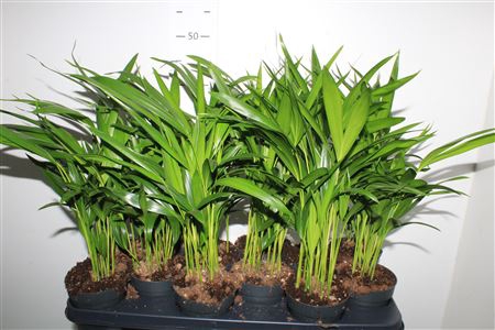 <h4>Dypsis Lutescens 10pp</h4>