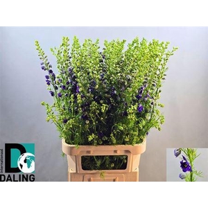 Cons R Q Dark Blue 100cm