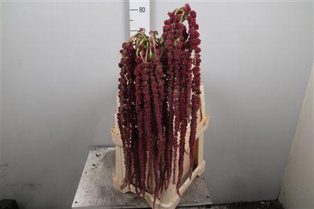 <h4>Amar Ca Rosary</h4>