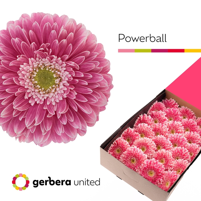 <h4>Gerbera Pomponi Power Ball Doos</h4>