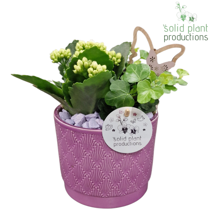 <h4>KH001 Ariël Lila</h4>