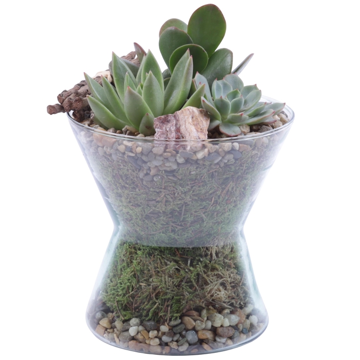 <h4>Yearround Arr. Succulent Glass Hourglass Ø16cm 3PP</h4>