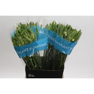 Ornithogalum Thyrsoides BIG WHITE