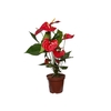 ANTHURIUM OREGON P19 VERMELHO PREMIUM