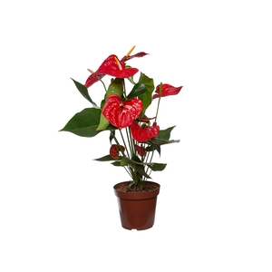 ANTHURIUM OREGON P19 VERMELHO PREMIUM
