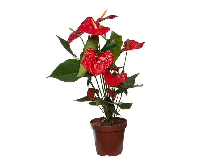 ANTHURIUM OREGON P19 VERMELHO PREMIUM
