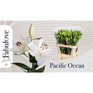 Li Or Pacific Ocean 5+