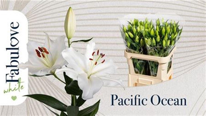 <h4>Li Or Pacific Ocean 5+</h4>
