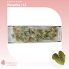 Anthurium Pistache